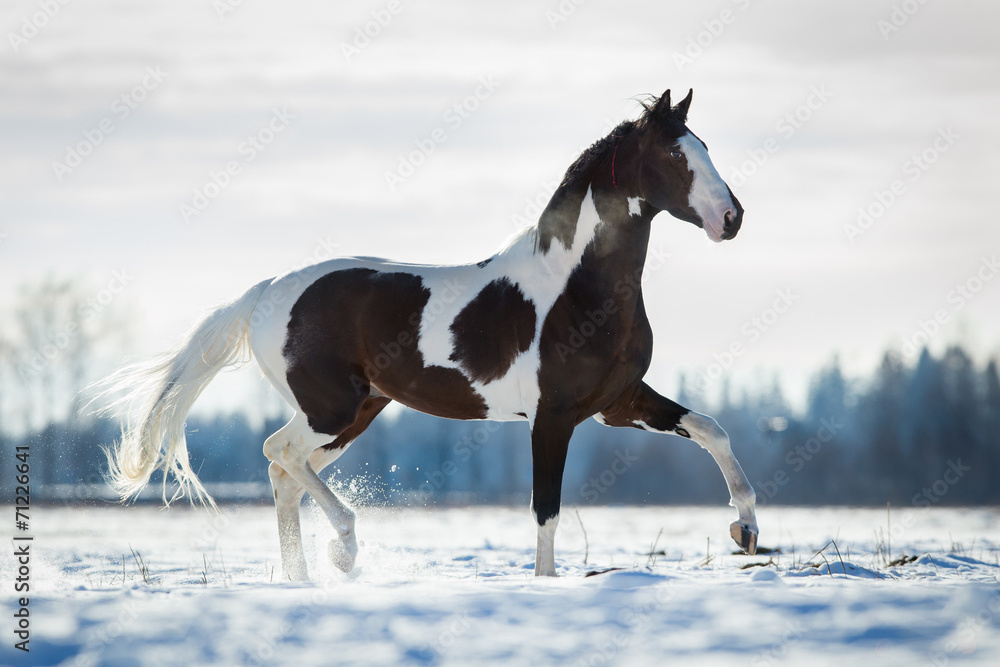 Beautiful horse trot in the snow in field in winter