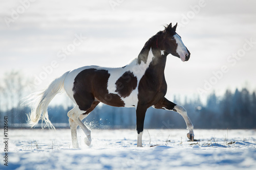 Beautiful horse trot in the snow in field in winter