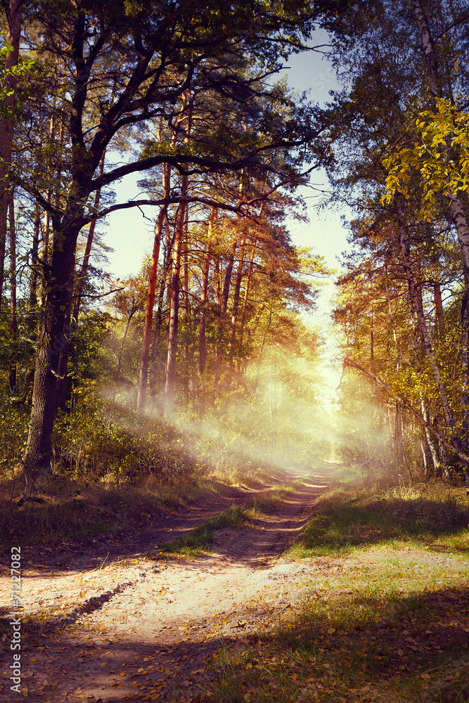 Obraz premium art beautiful autumn forest landscape with road in sunset