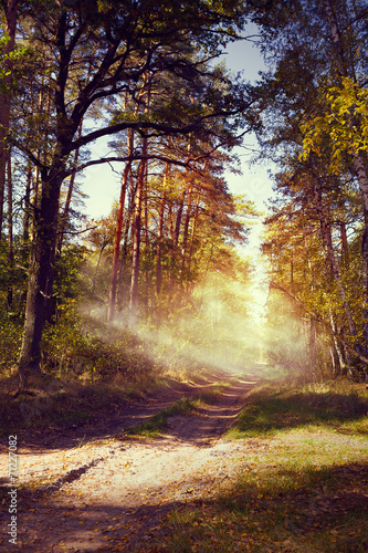 Fototapeta Naklejka Na Ścianę i Meble -  art beautiful autumn forest landscape with road in sunset
