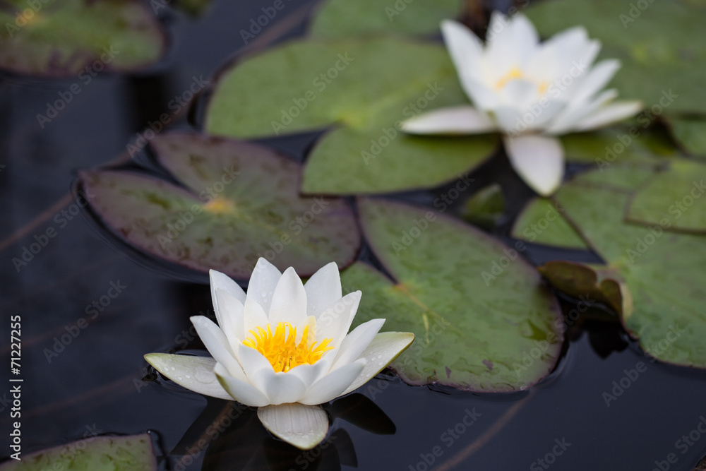 Two Water Lilies