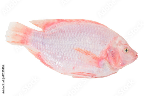 Red Tilapia, A Tropical Fresh Water Fish