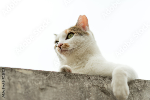 高い所にいるのらねこ