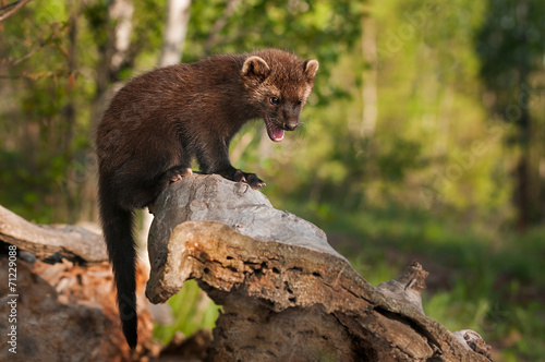 Εκτύπωση καμβά Young Fisher (Martes pennanti) Cries Out from Atop Log