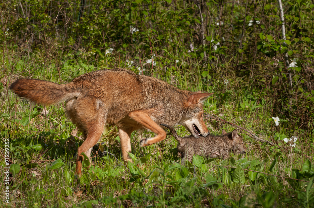 Pup and Adult Coyote (Canis latrans) on the Prowl Pup and Adult Coyote (Canis latrans) on the Prowl