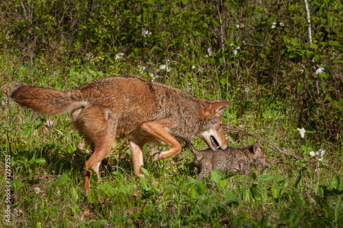 Pup and Adult Coyote  Canis latrans  on the Prowl