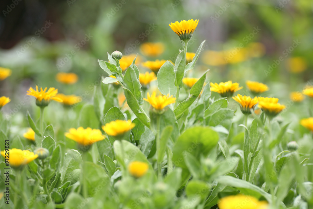 Obraz premium Field of Marigold (calendula)