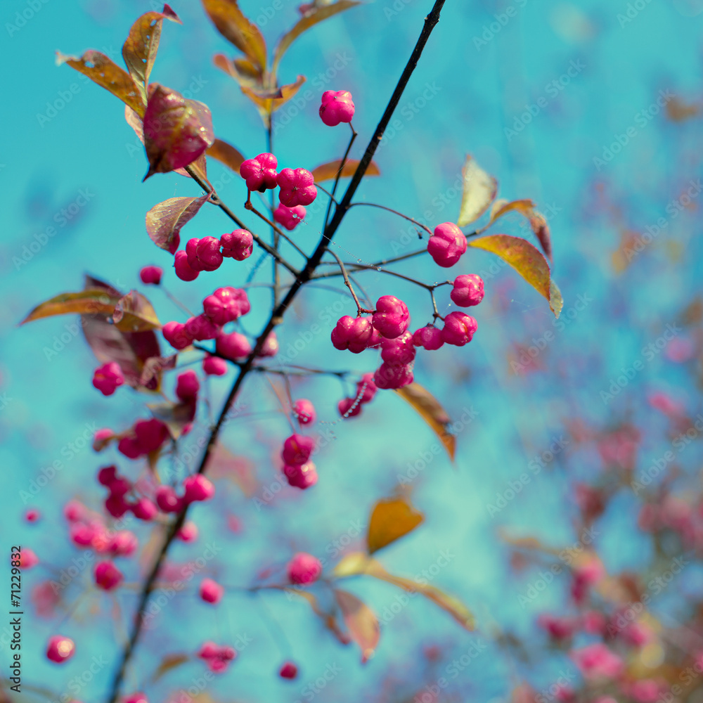 Bright pink juicy berries on a branch against the blue sky Bright pink juicy berries on a branch against the blue sky