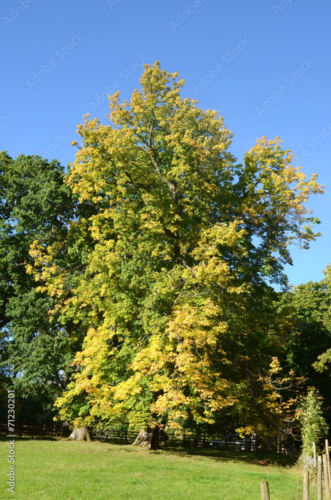 Large chestnut tree