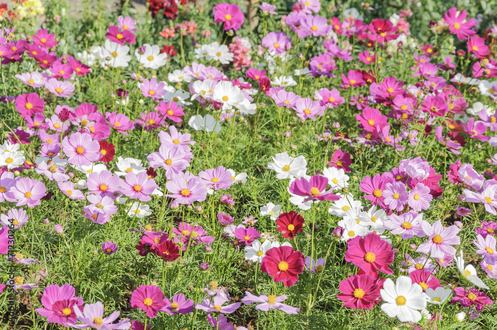 Background of Flowers Field