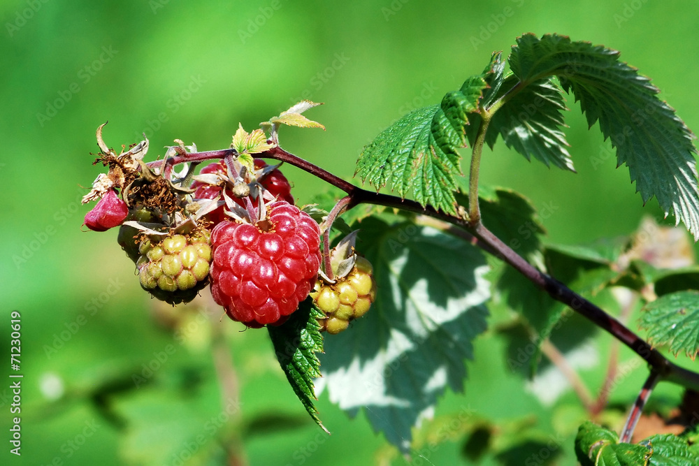 Ripe raspberry in the fruit garden Ripe raspberry in the fruit garden