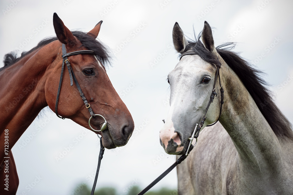 Obraz premium Two horses, white and chesnut