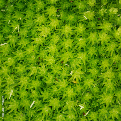 Green moss in macro photography as background