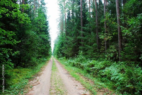 Green forest and road at summer time