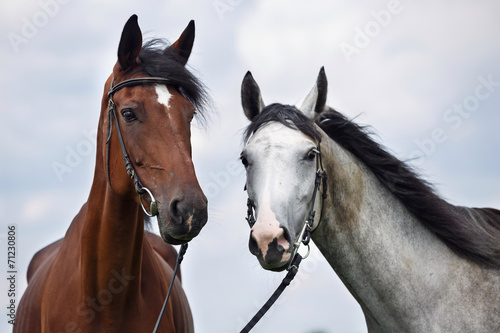 Two horses  white and chesnut