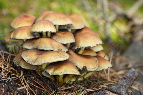 Small mushrooms toadstools