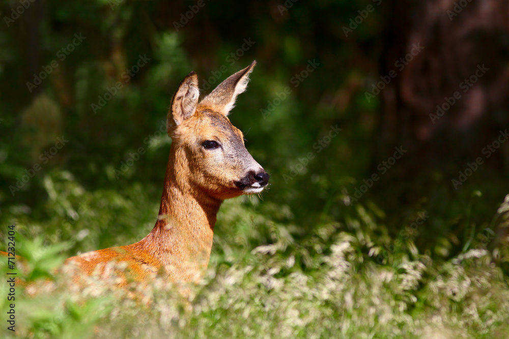 Roe deer doe Roe deer doe