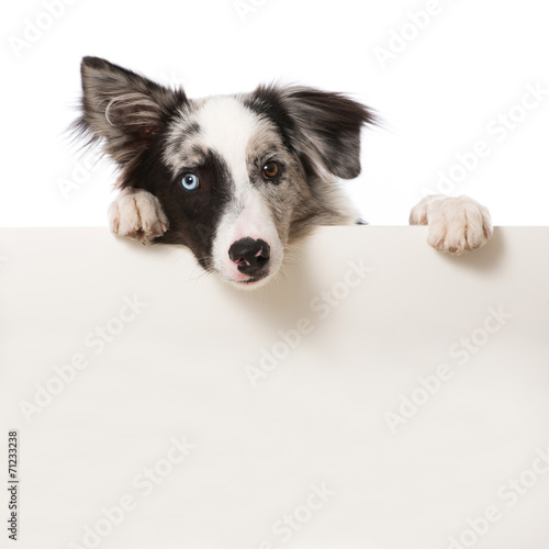 Fototapeta Naklejka Na Ścianę i Meble -  Junger Border Collie