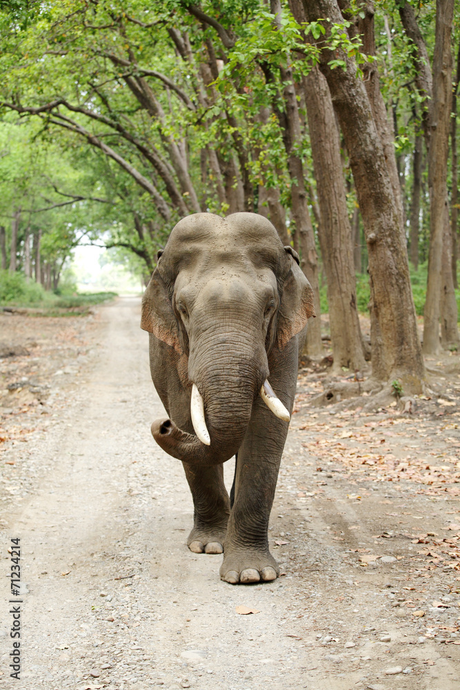 Obraz premium Tusker of Jim Corbett