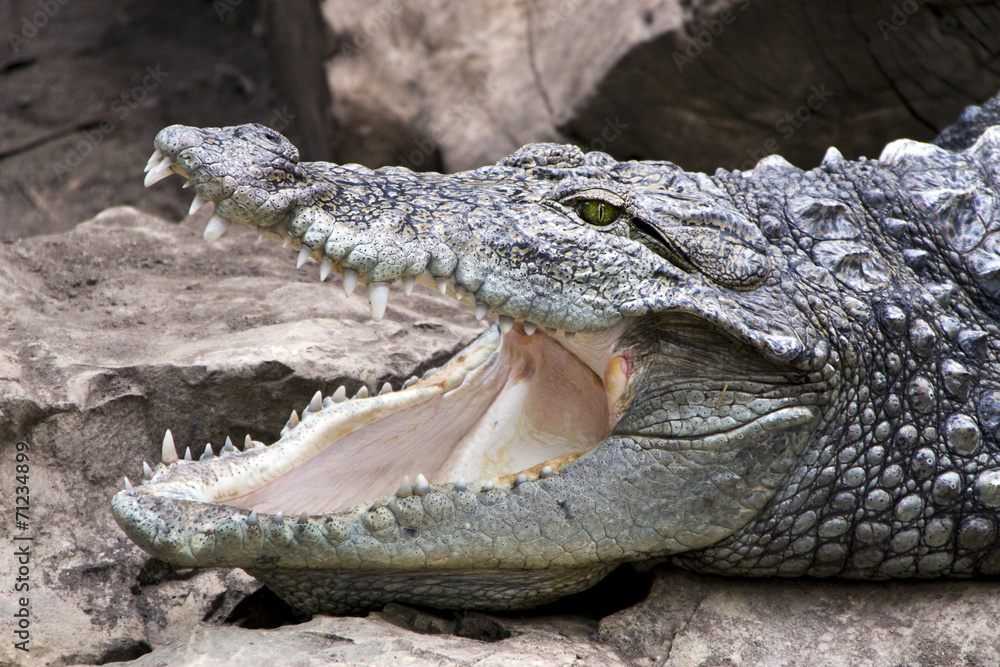 Obraz premium crocodile