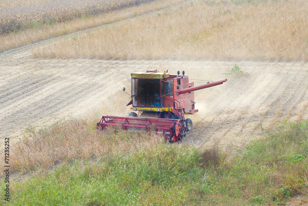 Fototapeta premium Soybean harvest