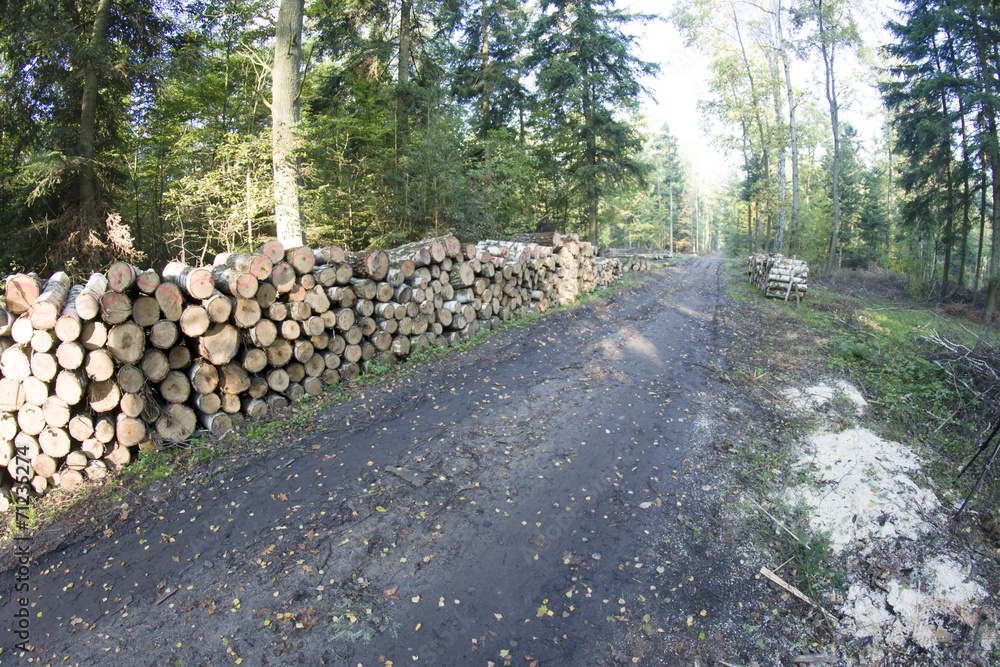 skład drewna, leśna droga
