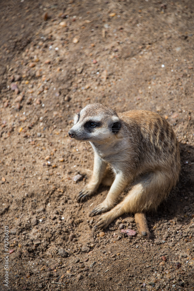 Obraz premium Cute Meerkat sitting, funny look.