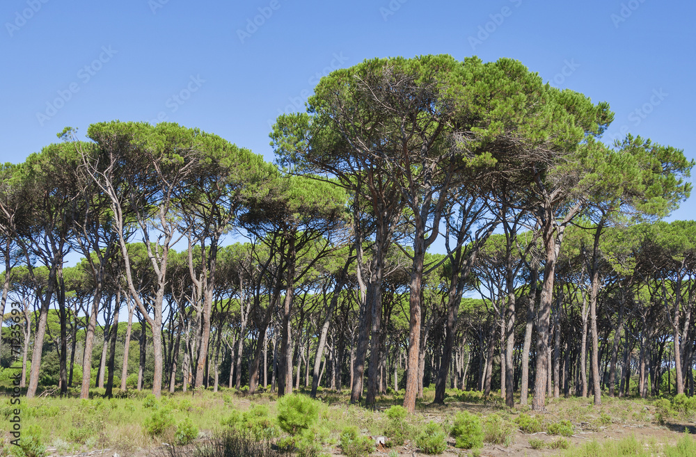 Tuscany forest landscape