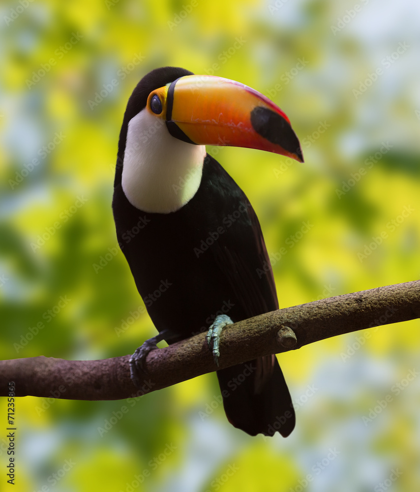 Obraz premium Toucan over nature background