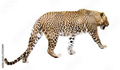 Walking  leopard  over white