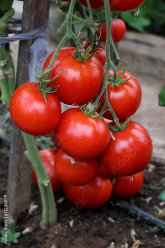 Кисть спелых красных томатов висит на кусте помидоры