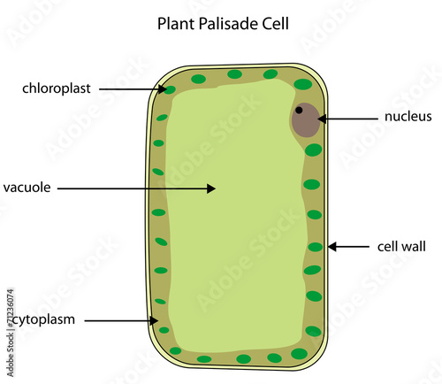 Labelled diagram of plant palisade cell