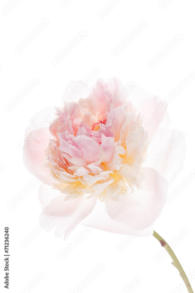 peony on the white peony on the white
