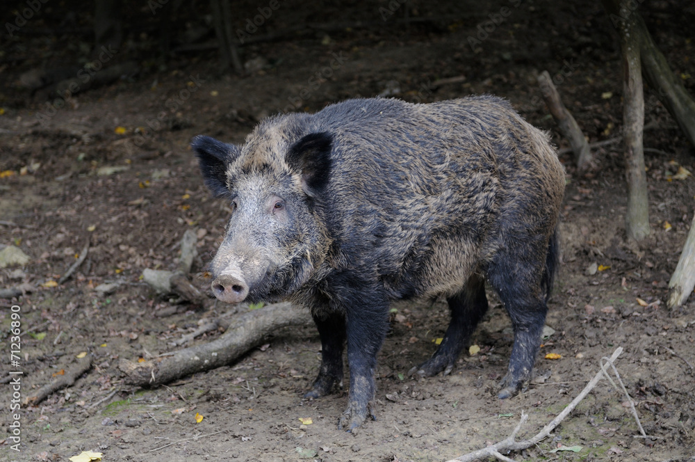 Wild Boar Wild Boar