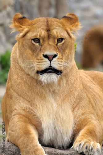 Close Up picture of a lion.