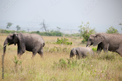 elephant © Herbert