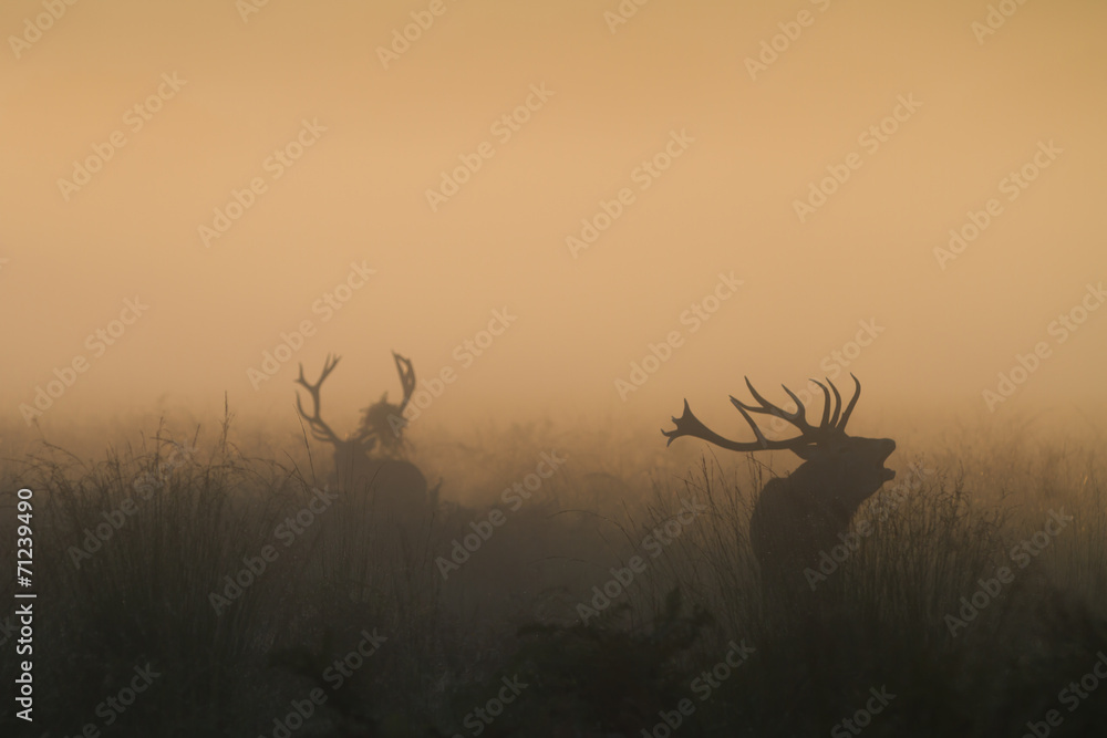 Obraz premium Red Deer Stag Bellowing