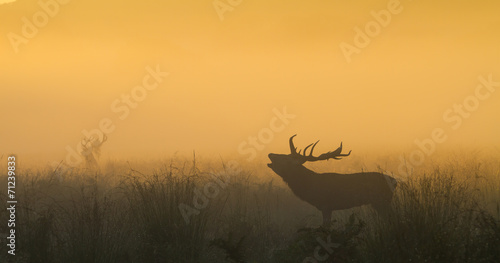 Red Deer Stag Bellowing with Stag in Background