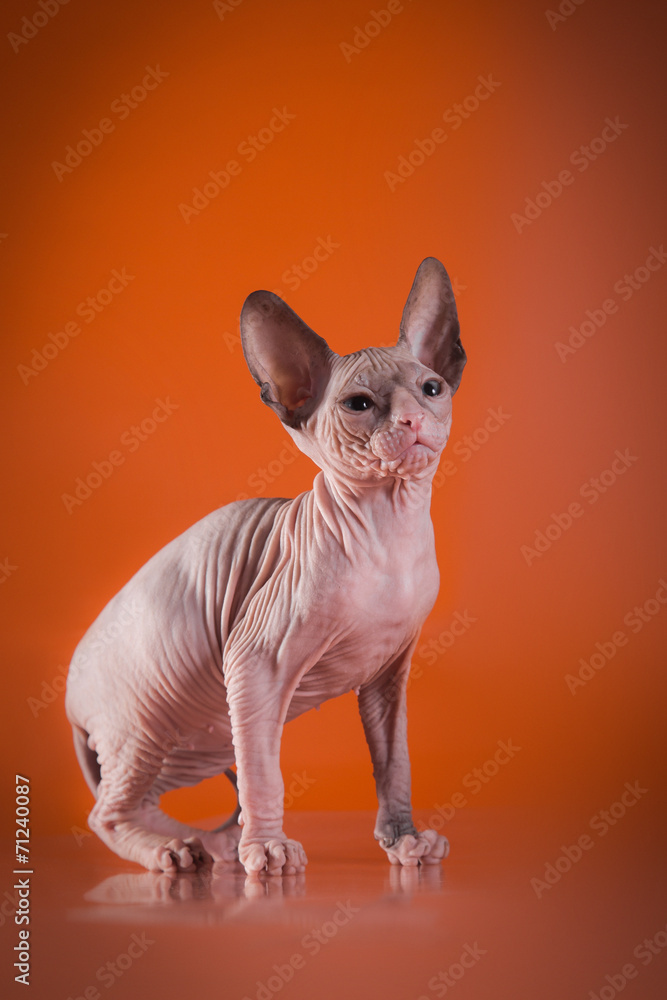 kitty cat sphinx, naked bald
