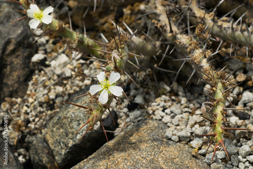 Sarcocaulon herrei, Geraniaceae, South Africa (Cape Province) photo