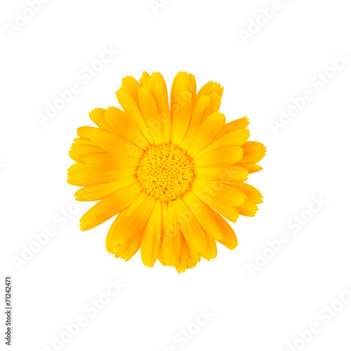 Marigold flower isolated on white. Top view.