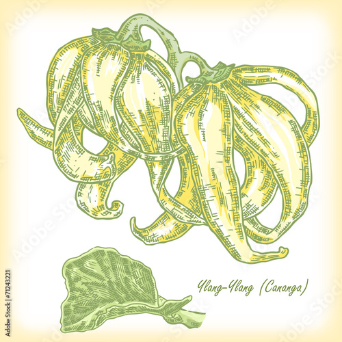 Cosmetic herbs. Plant Ylang-Ylang (Cananga). Hand drawn vector