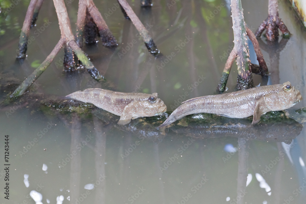 Εκτύπωση καμβά Closeup of Mudskipper