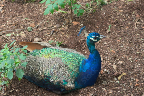 peacock animal blue colorful natural