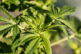 Marijuana Plant Early Budding 1