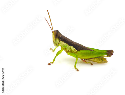 Grasshopper © maeklong