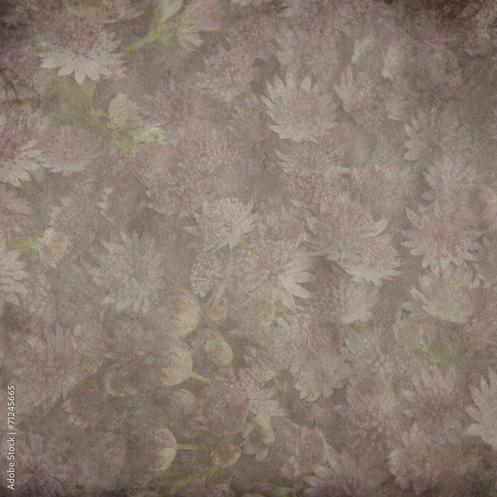 Fototapeta premium textured old paper background with Astrantia
