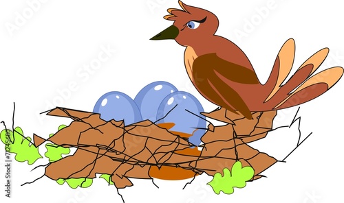 Bird's nest with blue eggs