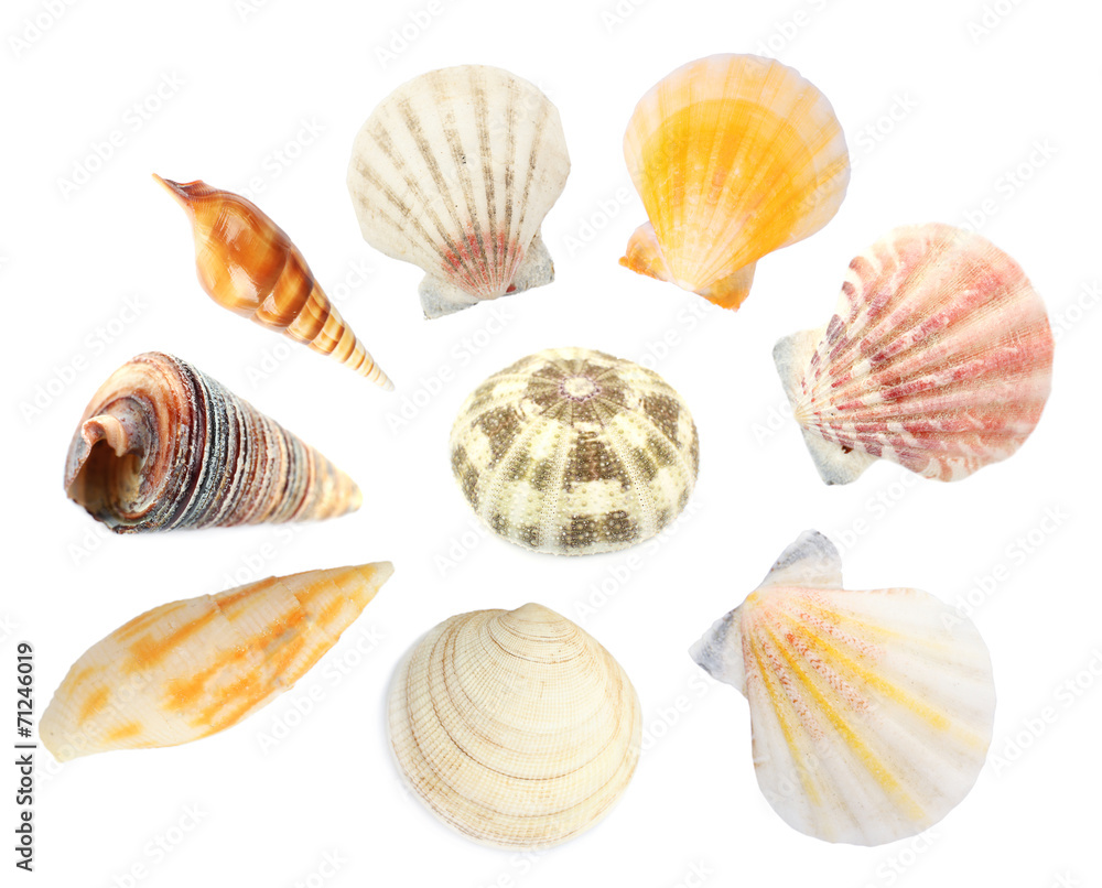 Collage of shells isolated on white Collage of shells isolated on white