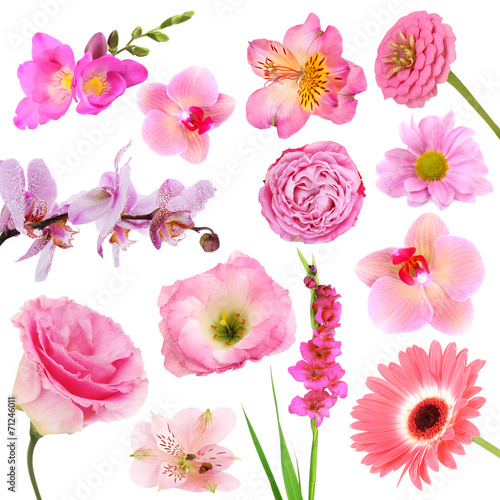 Fototapeta Naklejka Na Ścianę i Meble -  Collage of beautiful pink flowers